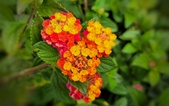 Enlarge photo 312