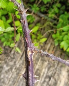 Enlarge photo 313