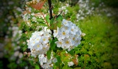 Enlarge photo 220
