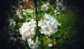 Enlarge photo 221