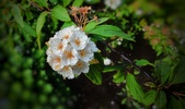 Enlarge photo 222
