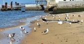 Enlarge photo 258