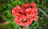 Enlarge photo 179