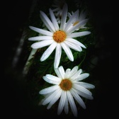 Enlarge photo 181