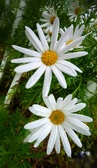 Enlarge photo 180