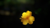 Enlarge photo 225