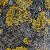 Enlarge photo 226