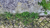 Enlarge photo 241