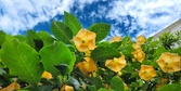 Enlarge photo 85