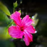 Enlarge photo 96