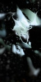Enlarge photo 158