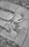 Enlarge photo 202