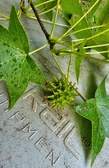 Enlarge photo 372