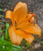 Enlarge photo 422