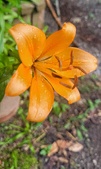 Enlarge photo 508