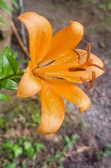 Enlarge photo 509
