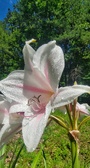 Enlarge photo 524