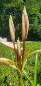 Enlarge photo 525