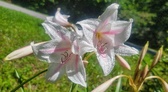 Enlarge photo 526