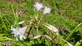Enlarge photo 527