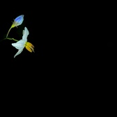 Enlarge photo 559