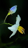 Enlarge photo 555