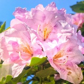 Enlarge photo 177