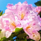 Enlarge photo 179