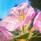 Enlarge photo 181