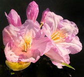 Enlarge photo 182