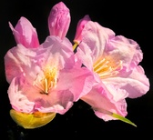 Enlarge photo 184