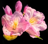 Enlarge photo 185