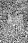 Enlarge photo 196