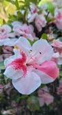 Enlarge photo 241