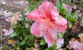Enlarge photo 246