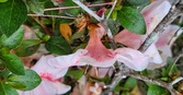 Enlarge photo 266