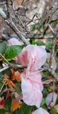 Enlarge photo 265