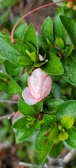 Enlarge photo 263