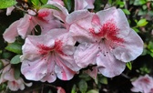 Enlarge photo 261