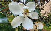Enlarge photo 292