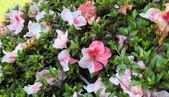 Enlarge photo 317