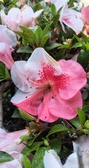Enlarge photo 318