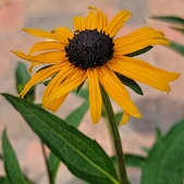 Enlarge photo 329