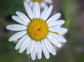 Enlarge photo 339