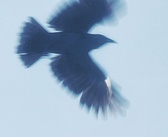 Enlarge photo 353
