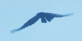 Enlarge photo 355