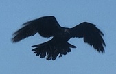 Enlarge photo 356