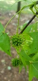 Enlarge photo 467