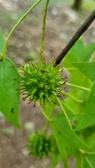 Enlarge photo 468