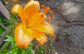 Enlarge photo 506